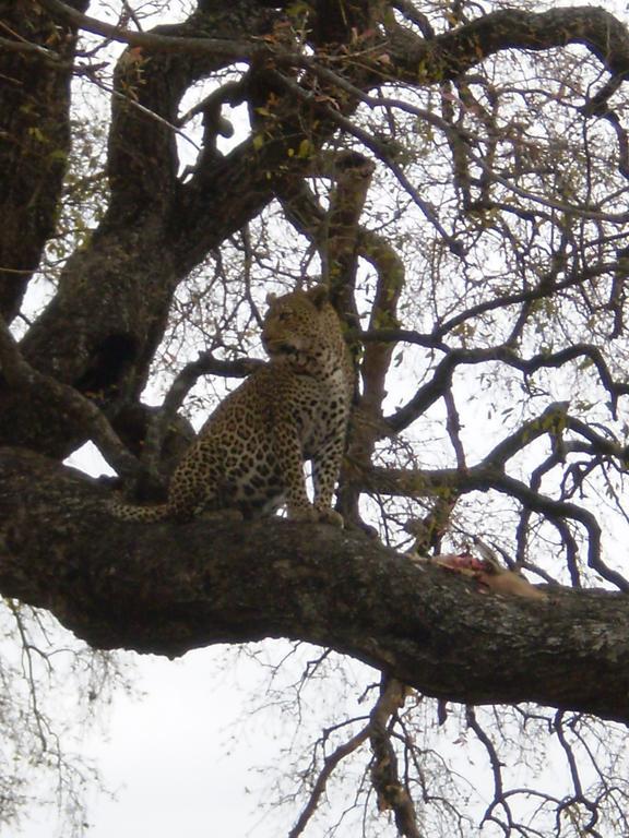 Villa Manzini River House - Mjejane Private Game Reserve, Greater Kruger National Park